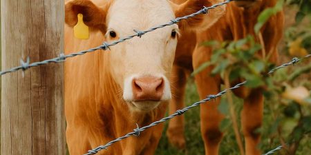 Two cows stand behind a barbed wire fence, one wearing a yellow ear tag, set against a backdrop of green grass and a wooden post.