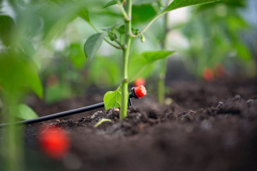 A close-up shot of a black drip irrigation line with an orange emitter placed at the base of a small green plant in dark soil.