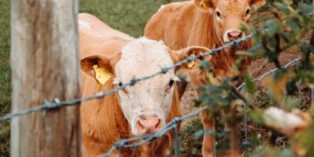 A group of cows gathered around a fenced watering station in a grassy field, with one cow looking directly at the camera.
